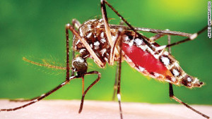 Aedes-aegypti-mosquito-the-parasite-for-Zika-virus