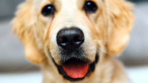 night-animal-dog-pet